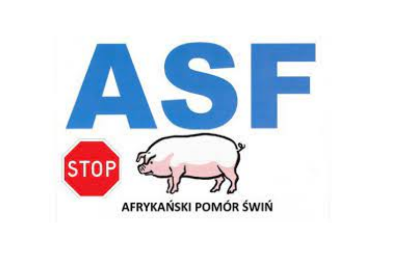 Obraz dla aktualności o tytule: ASF: Postępowanie w przypadku znalezienia padłego dzika.