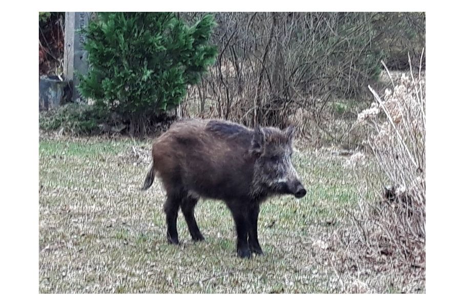 Obraz dla aktualności o tytule: Nie zapraszajmy dzików  do naszego miasta!