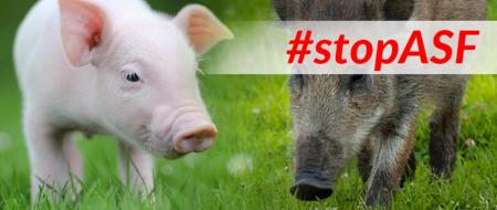 plakat #stopASF