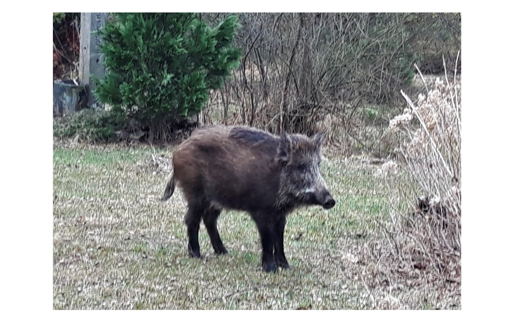zdjęcie dzika foto. Urszula Kalecińska-Kucik